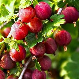 Роза плетистая Кримсон Силуэтта