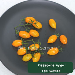 Северное чудо оранжевое - Tomatia фото 2