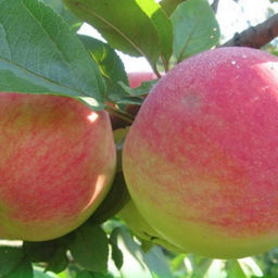 Яблоня Медуница зимняя (саженец с этикеткой) 1шт