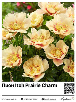 Пион Itoh Prairie Charm