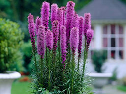 Лиатрис колосковидный (Spicata) 10шт