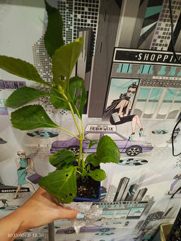 Гортензия крупнолистная Ю энд Ми Форевер