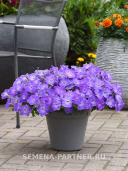 Петуния Изи Вэйв Лавендер Скай Блю каскадно-ампельная - Партнер фото 6