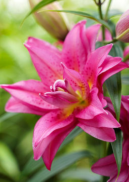 ЛИЛИЯ Роузлили Флоретта Разбор 12/14 Кол-во упак., шт 5