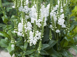 Физостегия Кристал Пик Вайт