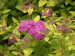 Спирея японская Голден принцесс - Долина роз фото 7