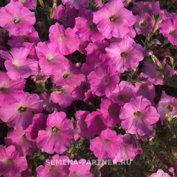 Петуния Итальянка Анита каскадная розовая - Партнер фото 5