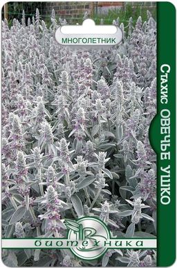 Стахис (чистец византийский) Овечье ушко