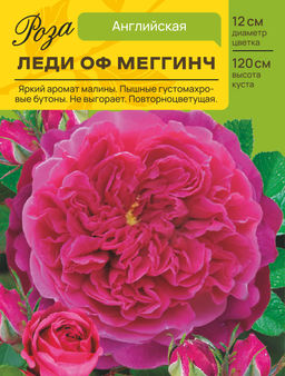 Роза Леди оф Меггинч (Английская) С ЦВ.НАКЛЕЙКОЙ 1шт