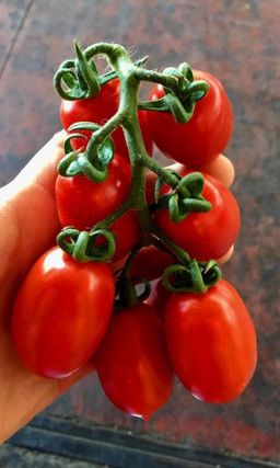 Томат САША F1 Супер сладкий черри! Невиданная урожайность! Дружное плодоношение!