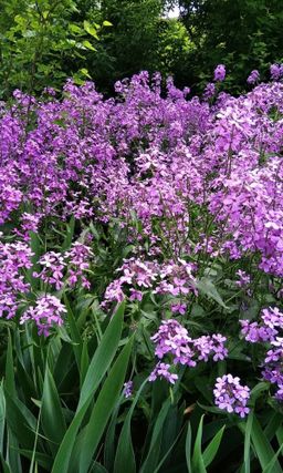 Вечерница матроны КЛАССИКА