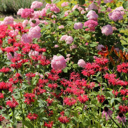 Монарда (бергамот) красная - Долина роз фото 3