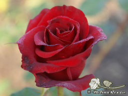 Роза Черная Магия - Долина роз фото 3