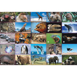 Цена за 2 шт. Настольная игра «Мемо. Удивительные животные», 50 карточек + познавательная брошюра