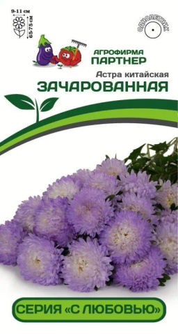 Астра китайская Зачарованная