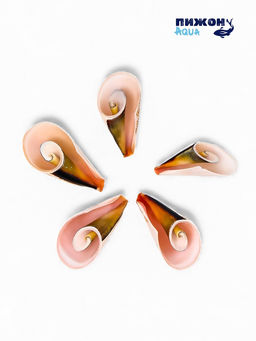 Набор ракушек декоративных, длина 4 см, 5 шт