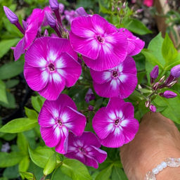 Флокс метельчатый Лаура - Долина роз фото 3