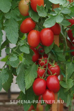 Томат Везувий - Партнер фото 4