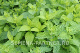 Мята Ментол - Партнер фото 4