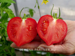 Томат Анфиса - Партнер фото 6