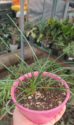 Зефирантес белый в керамическом кашпо, 4 луковицы