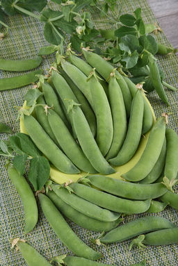 Горох овощной Линкольн(А) (ЦВ) 10гр. - Поиск фото 2