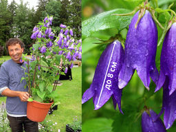 Колокольчик гибридный Сарастро - Долина роз фото 6