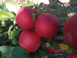 Яблоня Прима - Долина роз фото 2