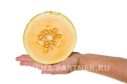 Дыня Нимфа - Партнер фото 5