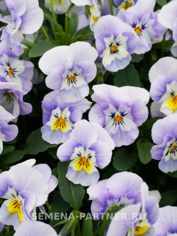 Виола Соблазн Влюбленный Эльф - Партнер фото 4