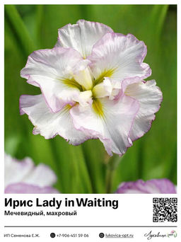 Ирис Lady in Waiting (Мечевидный, махровый)
