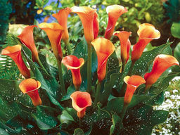 Калла Mozart (Моцарт)