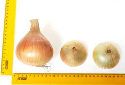 Лук репчатый Шетана МС - Партнер фото 7