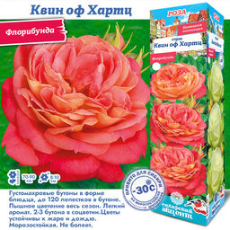 Роза Квин оф Хартц (Флорибунда) 1шт