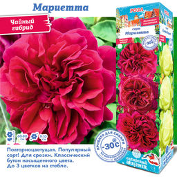 Роза Мариетта (Чайно-гибридная) 1шт