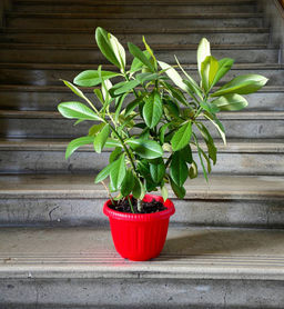 Синадениум Гранта (горшок D10)