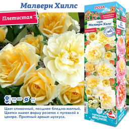 Роза Марвен Хилс (Плетистая) 1шт