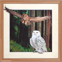 Картина 5D 40х40 263 Совы / KS1912-1 /