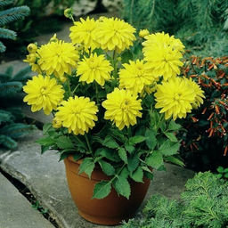 ГЕОРГИНА Мелоди Латин Разбор I Кол-во упак., шт 1