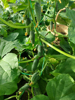 Огурец САМО СОВЕРШЕНСТВО F1 Уникальный! - Уральский дачник фото 9