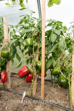 Перец сладкий Ливадия - Партнер фото 7