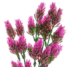 Хмель, В300, розовый - Вещицы фото 5