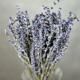 Лаванда, пучок 50г обработанный, h 25-35см