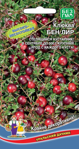 Клюква БЕН ЛИР Высокозимостойкая! Стелющийся кустарник! В сентябре до 500 г крупных ягод с каждого куста!
