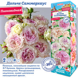 Роза Дольче Саммерхаус (Пионовидная) 1шт