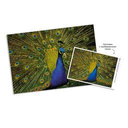 ФРЕЯ Пазл 500 элемент. PZL-500/75 Роскошный павлин