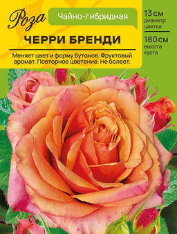 Роза Черри Бренди (Чайно-гибридная) С ЦВ.НАКЛЕЙКОЙ 1шт