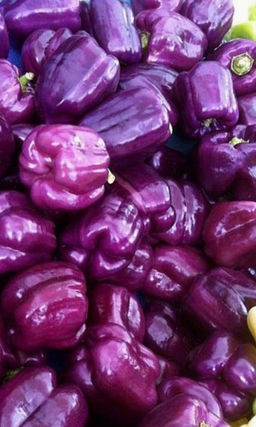 Перец ГИГАНТ ФИОЛЕТОВЫЙ F1 Крупноплодный супер-гибрид! Необычайно красивый цвет! Толстые стенки, отличный вкус!