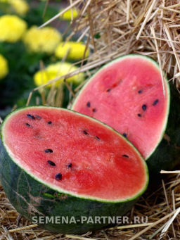 Арбуз Динамит - Партнер фото 2