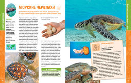 В мире животных (нов.обл.). Энциклопедия. Пратези Ф., Пратези И. - Махаон фото 13